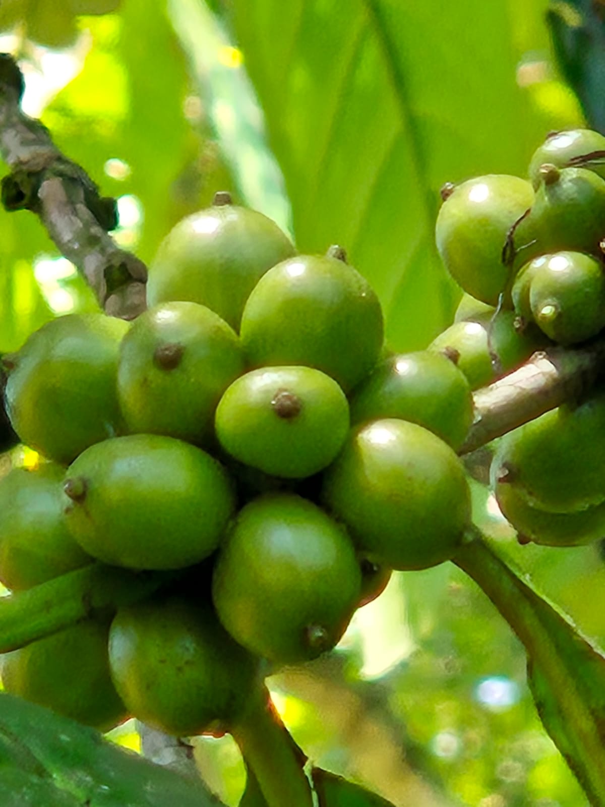 Promessa de Cuanza Sul