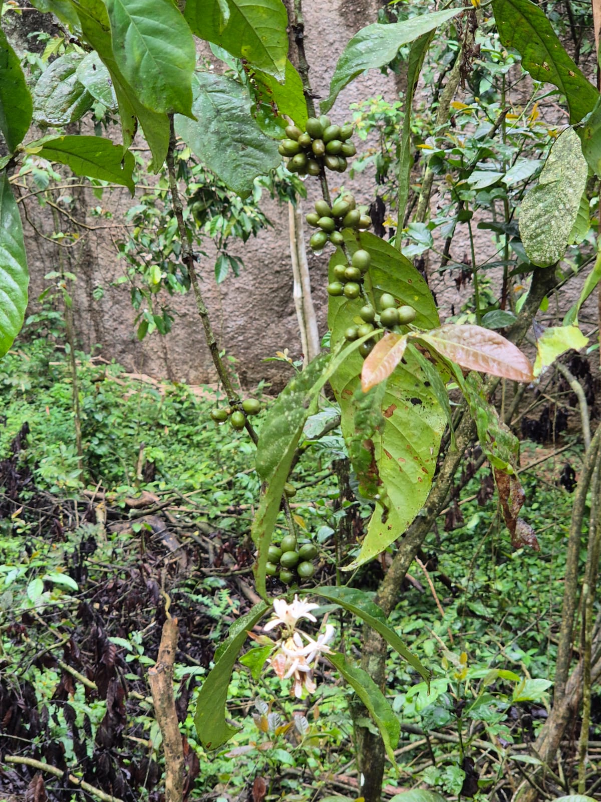 Sistema Agroflorestal