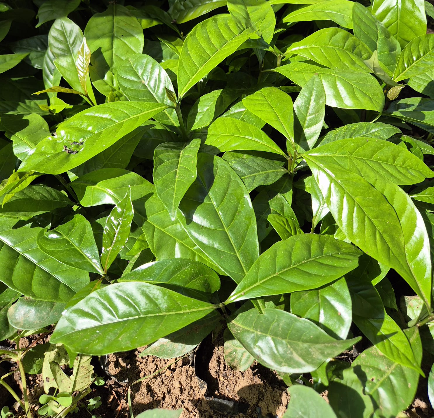 Vigor Foliar