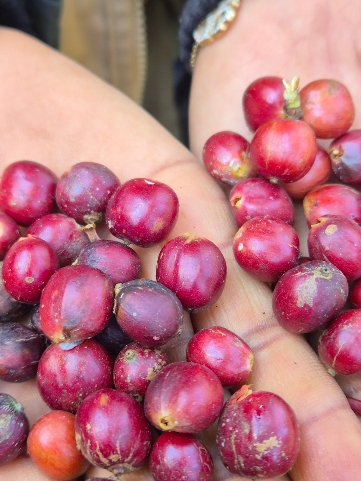 Ripe coffee cherries on branch