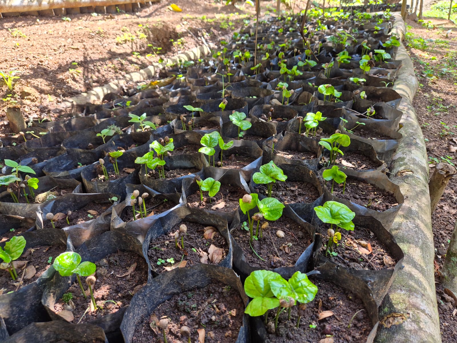 Fazenda Jimbo Botera