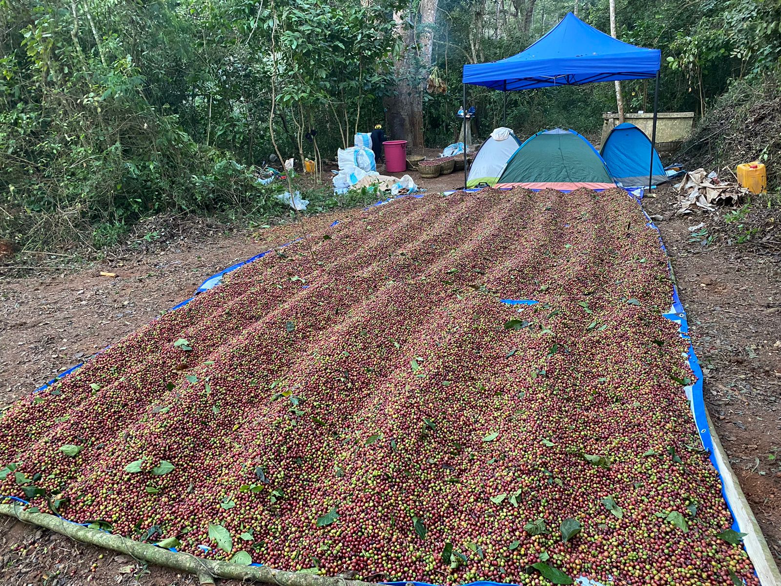 Processamento no Terreno
