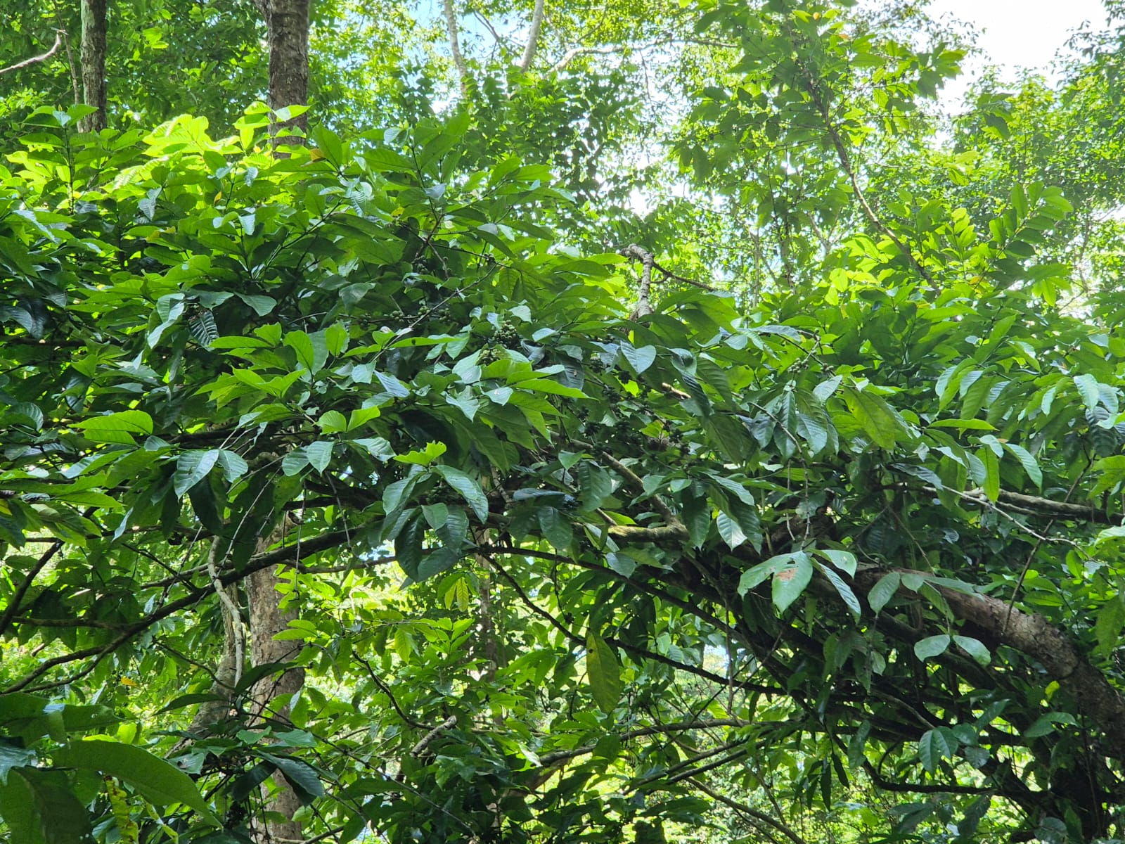 Mata Cafeeira