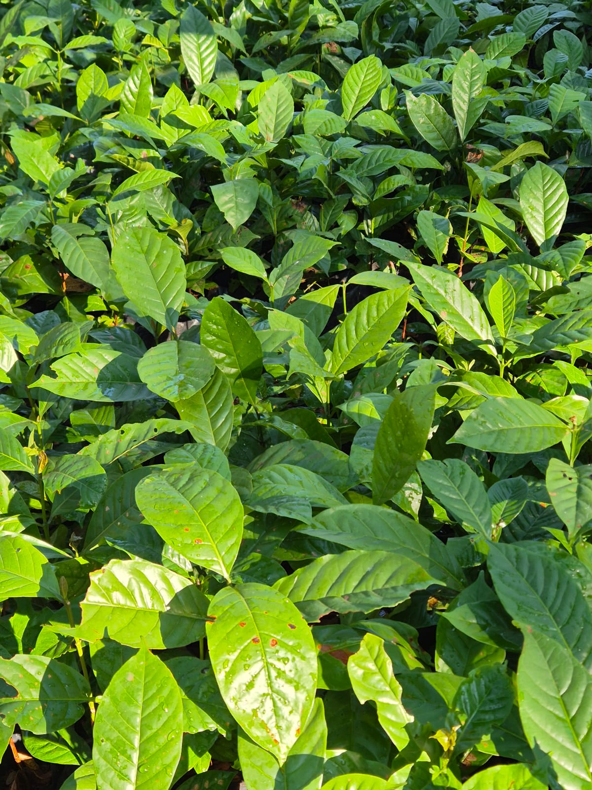 Saúde Vegetal