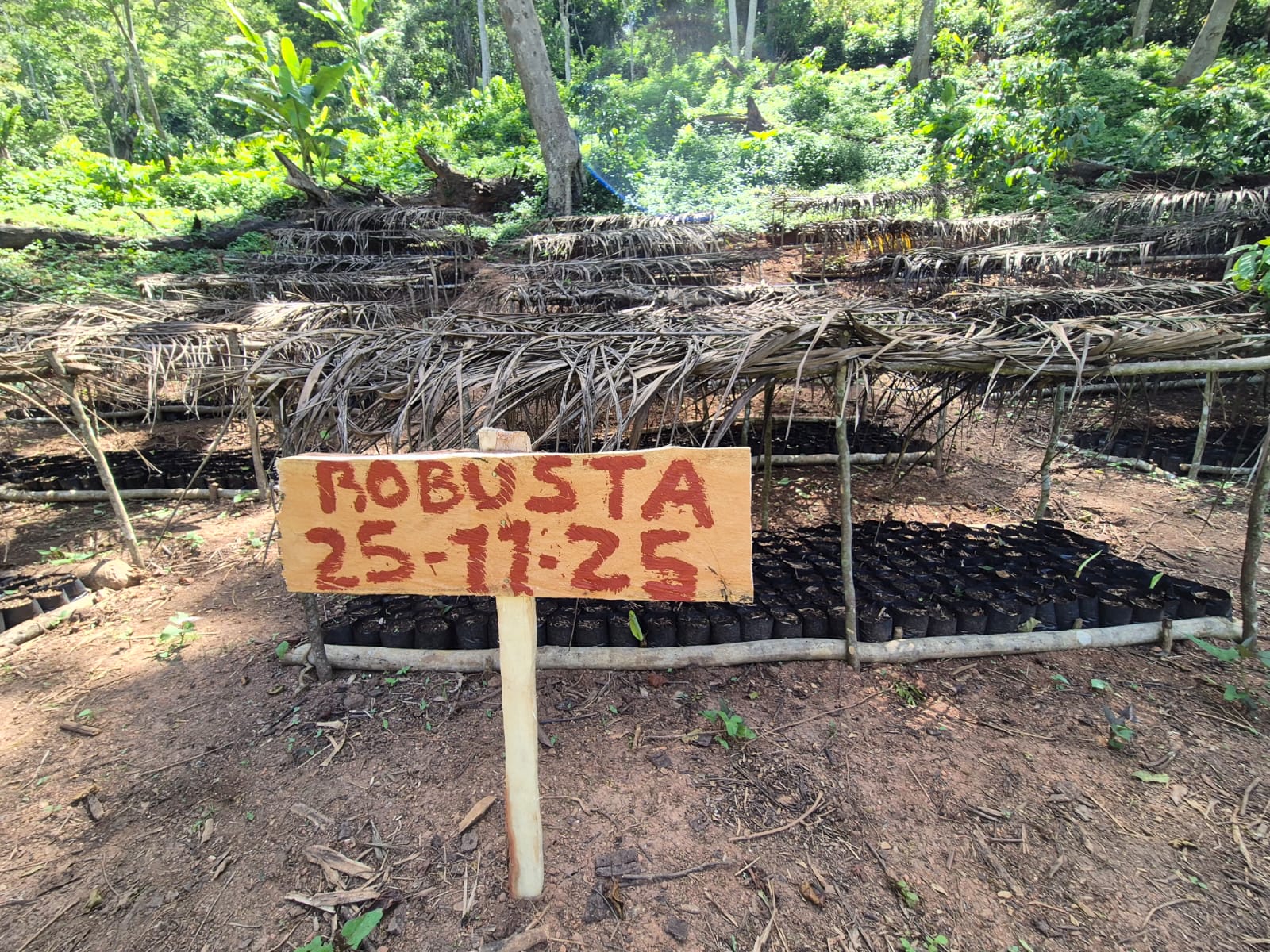 Rastreabilidade Botânica