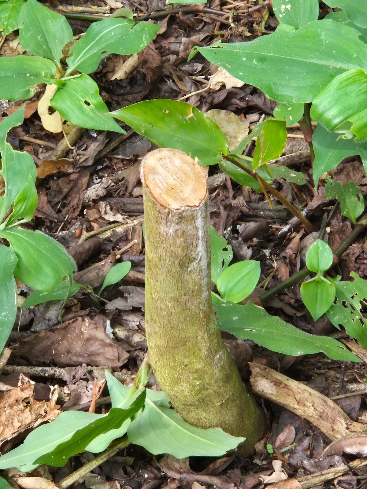 Poda de Rejuvenescimento