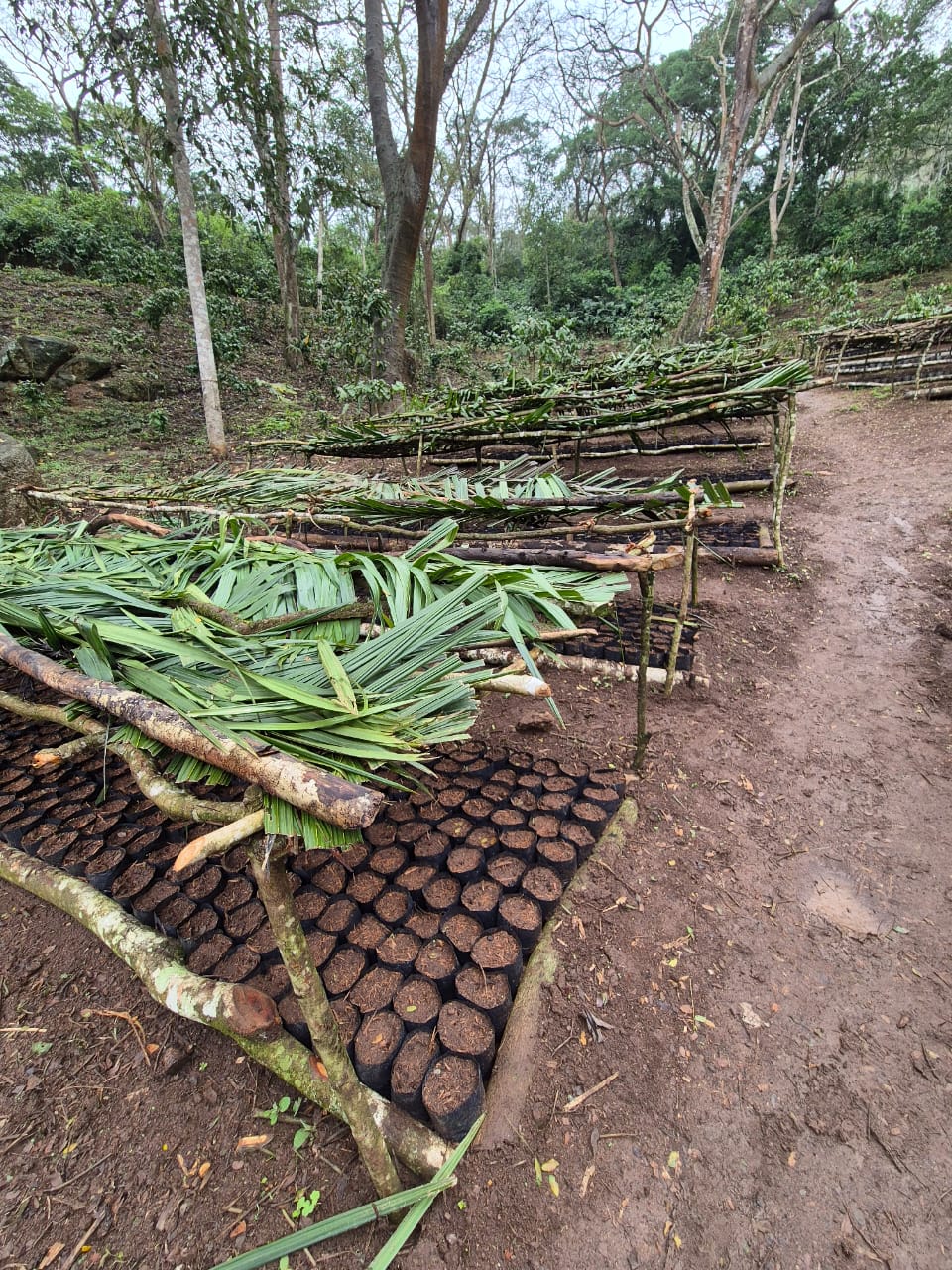 Proteção Natural