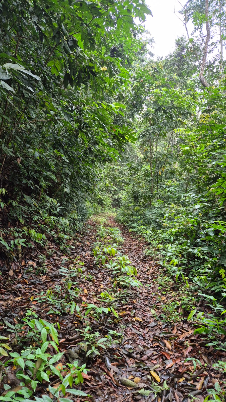 Os Caminhos do Café