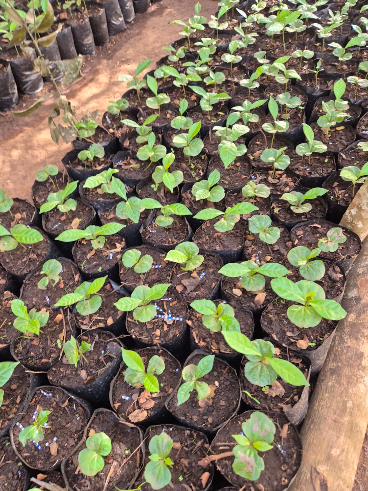 Berçário de Robusta