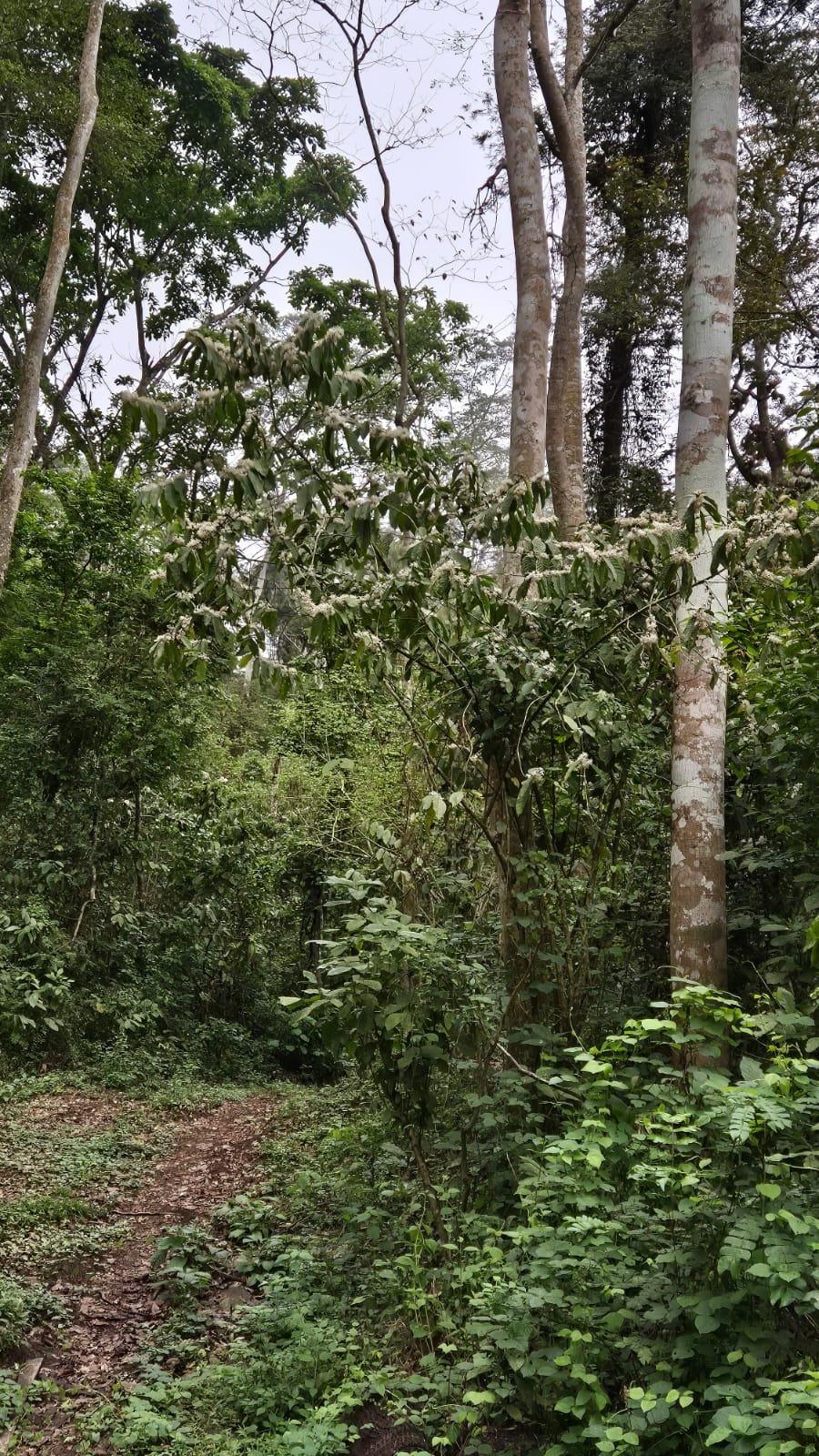 Trilhos da Fazenda