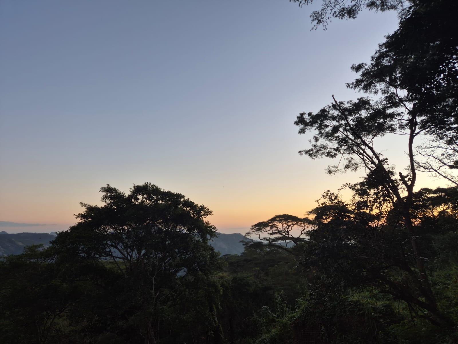 Despertar da Floresta