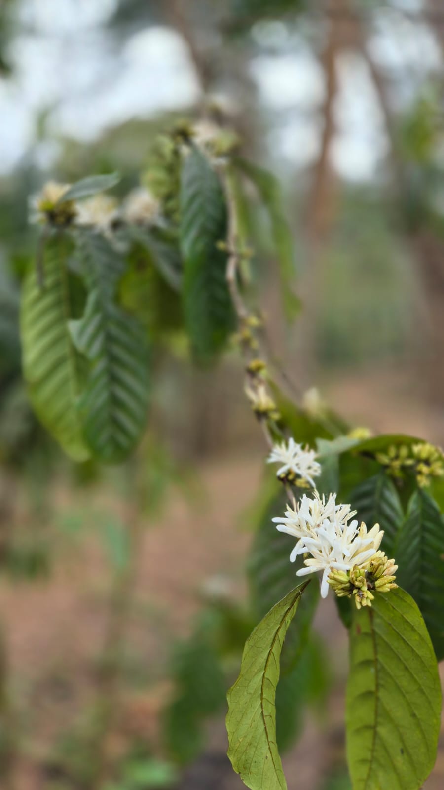A Florada Branca